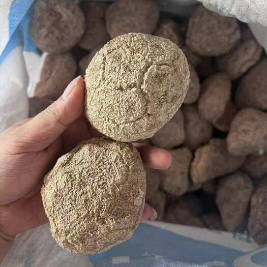 万宁市虎乳菌，