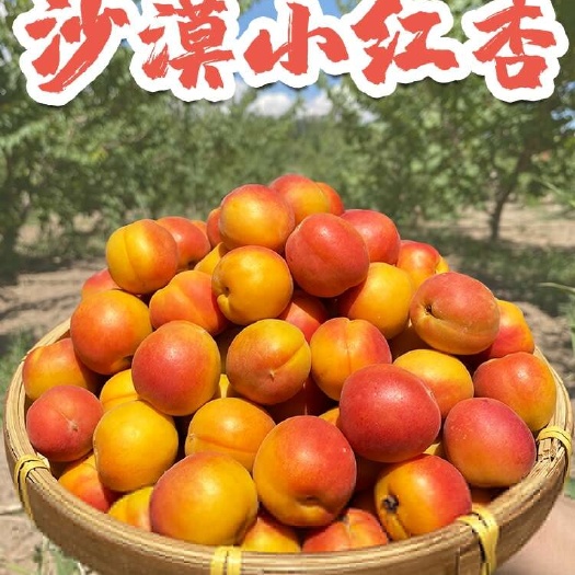 库车市新疆阿克苏小红杏