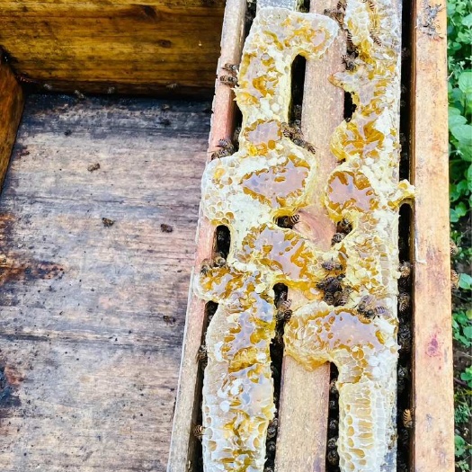 正定县蜂蜜，百花蜜，槐花蜜，野枣蜜