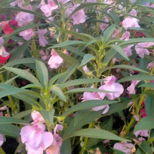 天门市凤仙花急性子种子产新中