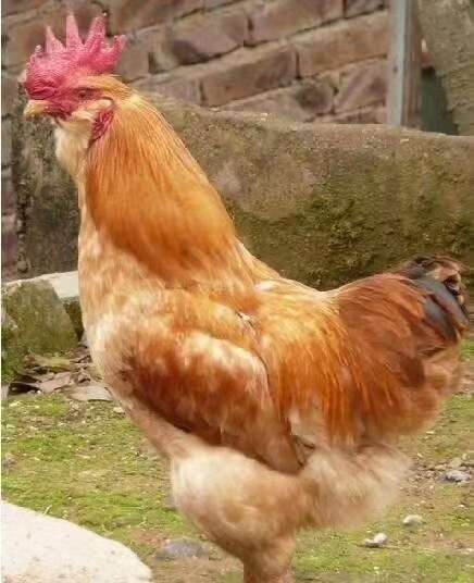 广州胡须鸡苗