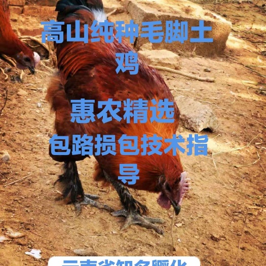 昆明云南纯种无量山毛脚土鸡苗，成品可达7斤，包打疫苗，包技术指导