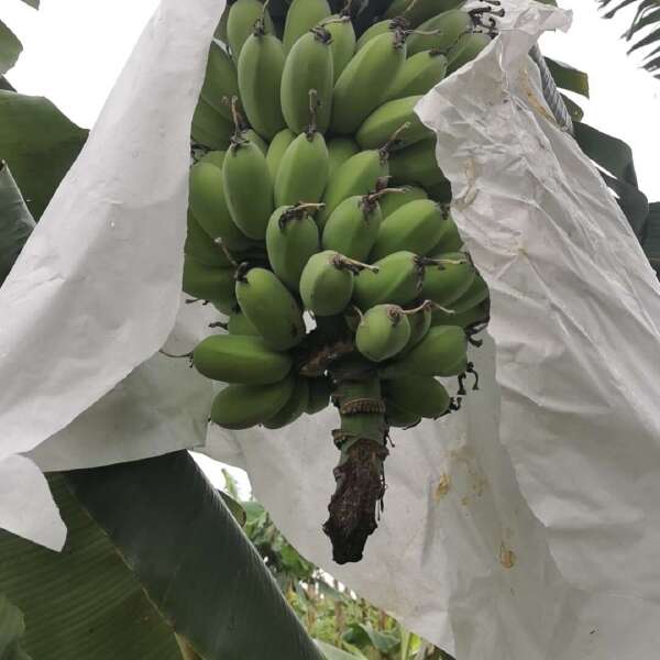 湛江徐闻产地苹果蕉、粉蕉、香蕉代办小谢