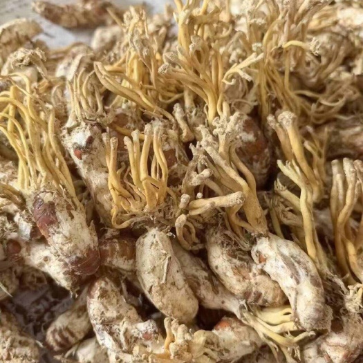 兰溪市金蝉花鲜货