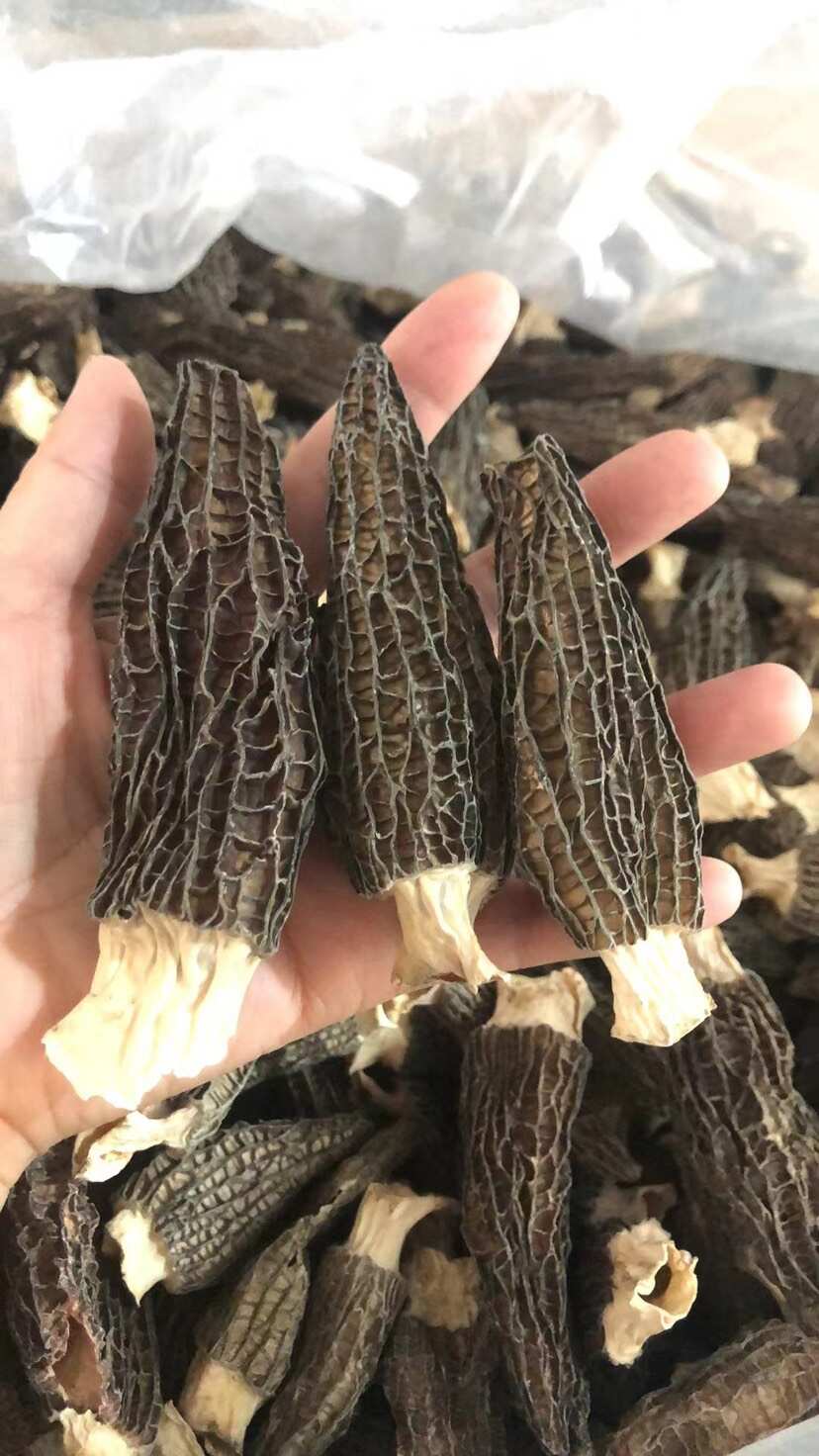 羊肚菌干货精选2025剪炳干羊肚菌酒店饭店新鲜羊肚菌
