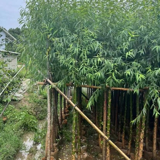 惠来县柳树5～10公分