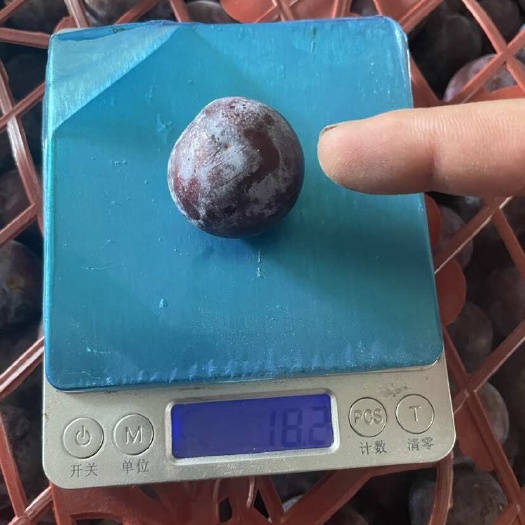 汉源县五月脆又又又开始了