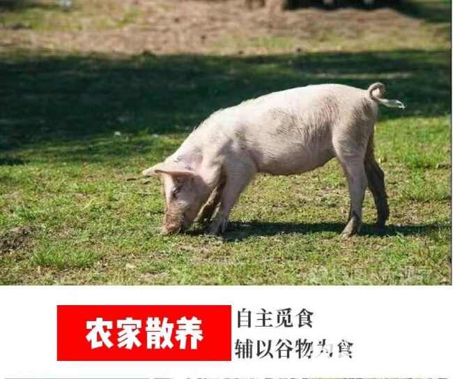 新鲜土猪腰散养黑毛猪腰子冻猪肾猪内腰烧烤食材酒店食堂批发