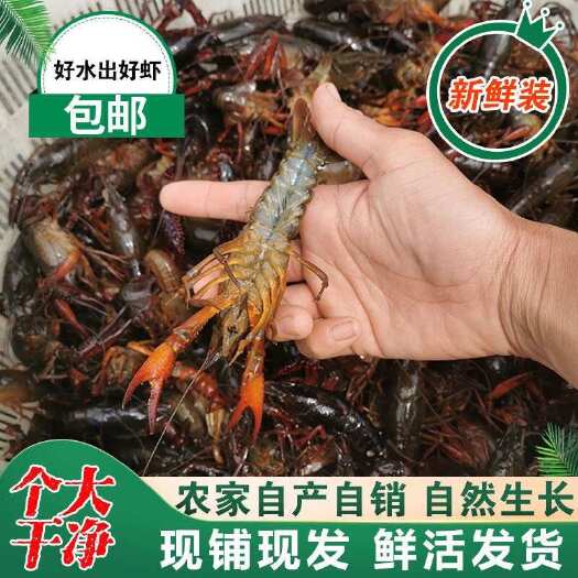 光山县51小龙虾价格也是低 小龙虾产地直发 一手货源 超低价