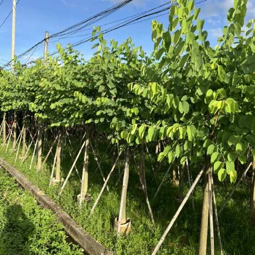 普宁市红花紫荆10-12公分