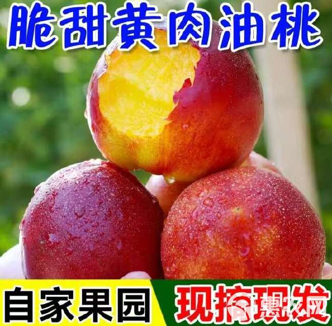 现摘】黄心油桃5斤应季大桃子新鲜水果当季水密桃整箱蜜脆桃