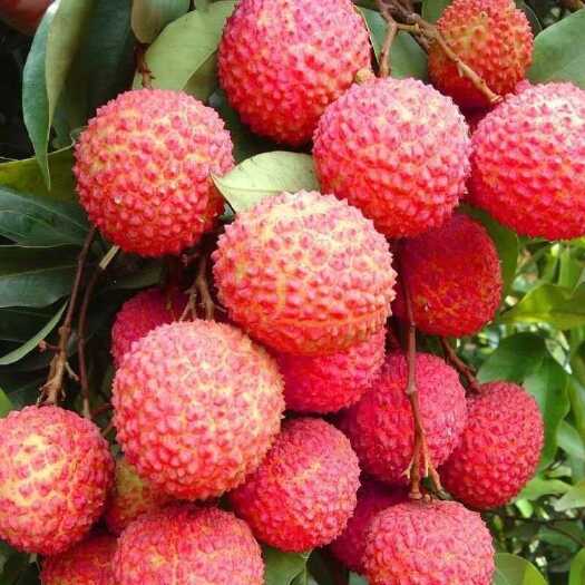 汕头桂味