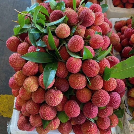 广州增城糯米糍少量上市