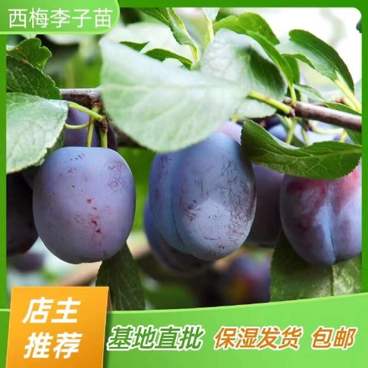 简阳市西梅李子苗 脆红李子苗 嫁接苗产地直销【批发】技术指导