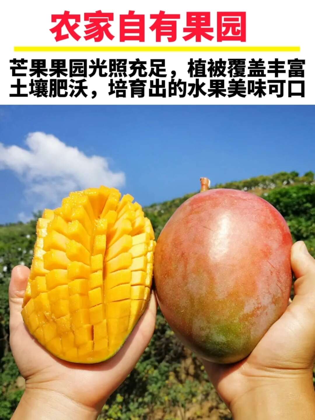 四川攀枝花凱特芒果應季水果香甜軟糯 核小肉厚現(xiàn)摘現(xiàn)發(fā)