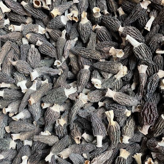 羊肚菌。各种规格。