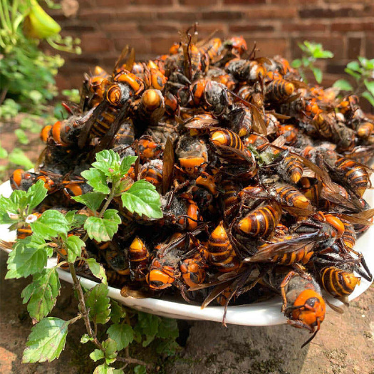 深圳大金环虎蜂