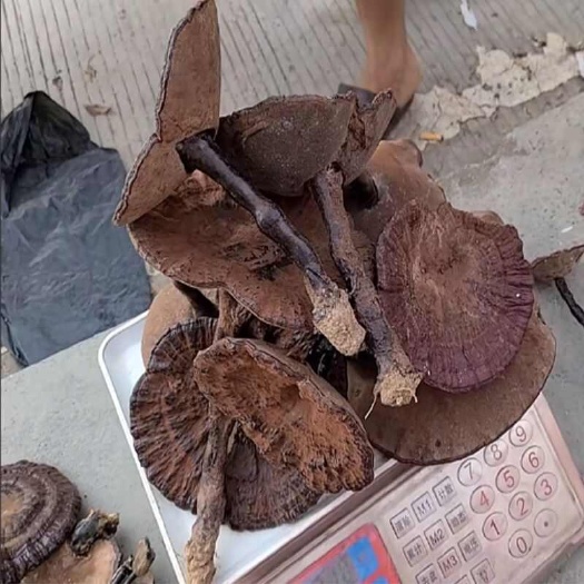 金秀县广西灵芝干货整枝黑林芝切片打粉泡酒正品天然紫灵芝批发