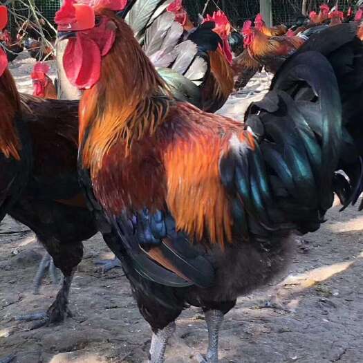 长沙县黑瑶鸡苗 易养 长势快个体大 孵化场直销