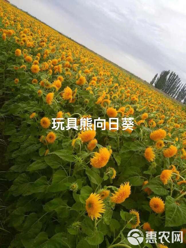 观赏向日葵种子批发