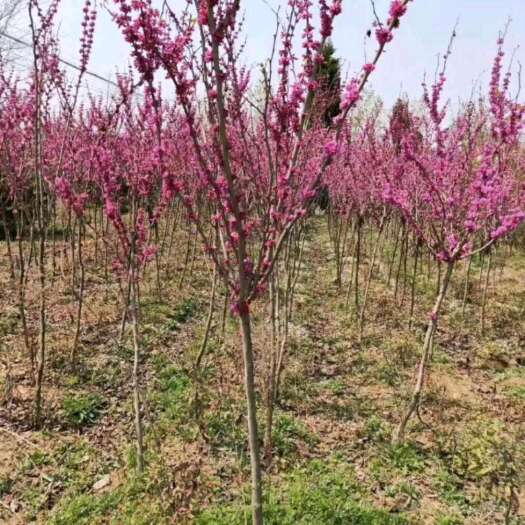 扶风县紫荆 陕西紫荆苗 紫荆树苗 基地直销各种规格直径2-15厘米