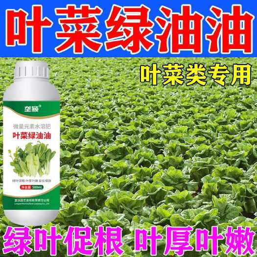 栾川县叶菜绿油油叶菜增厚增绿快速生长口感鲜嫩提质增产微量元素水溶肥