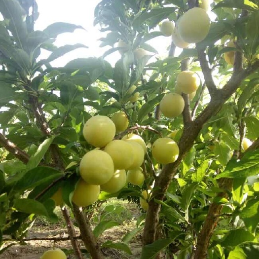 林州市太行黄李味道甜汁水多色泽金黄