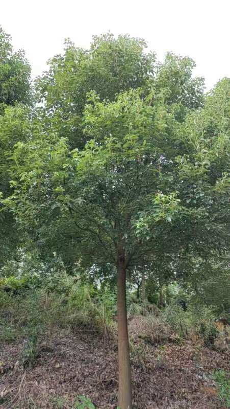 贵阳香樟树