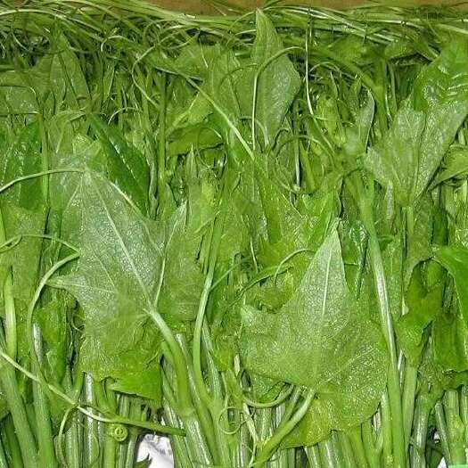 佛山速冻龙须菜（佛手瓜苗）