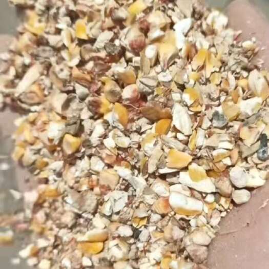 聊城山东聊城碎玉米  质量如图  九个粮 价格便宜 100吨现货