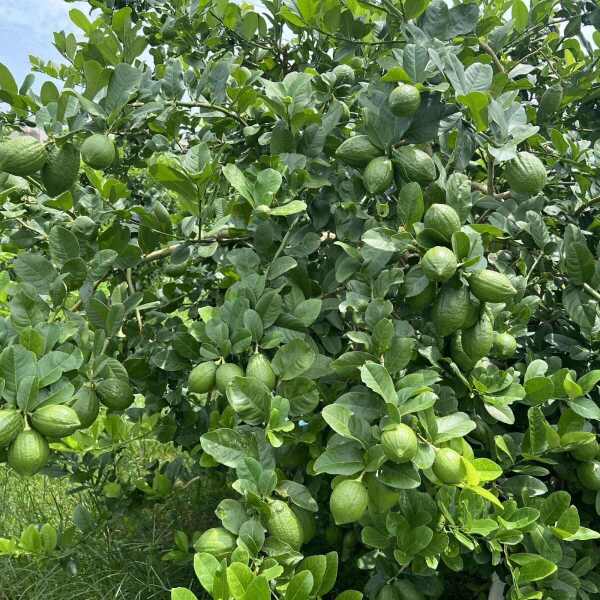 广东香水柠檬产地直销售