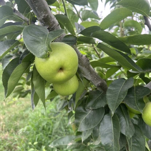 睢宁县苏脆1号