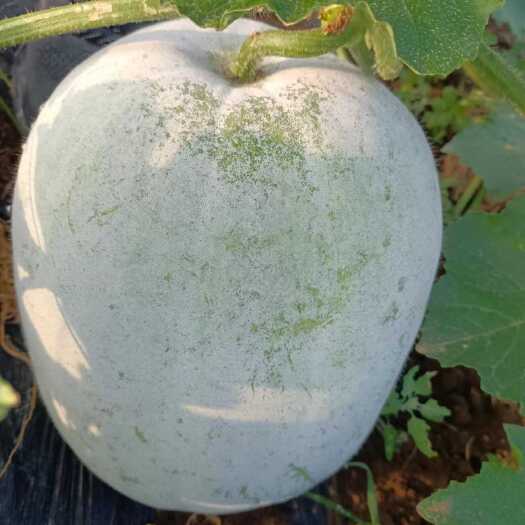 临漳县东瓜