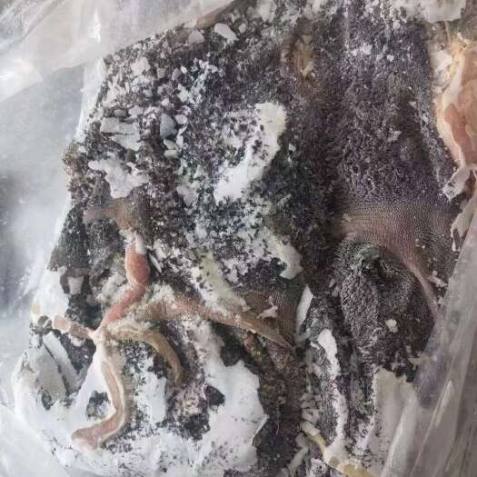 呼和浩特免洗黑毛肚 羊毛肚