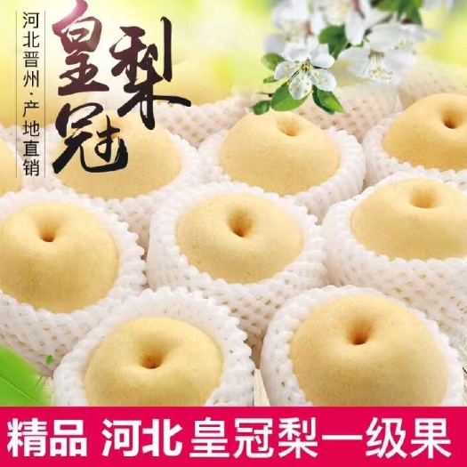 赵县雪梨皇冠梨雪花梨水果新鲜梨子应季水果批发整箱梨子薄皮润肺酥梨