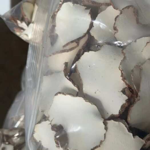 万宁市虎奶菇