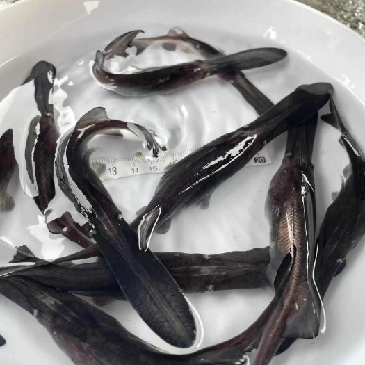 鸭嘴鱼苗  扁嘴鱼苗/苗场直供/优质鱼苗