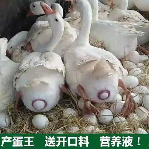 长沙县百子鹅苗 易养 易管理 出壳疫苗 包运输 量大优惠 全国可发