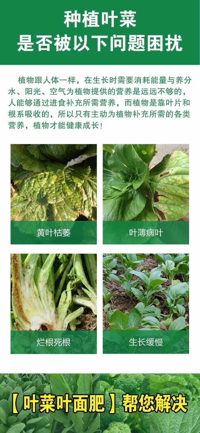 叶菜绿油油叶菜增厚增绿快速生长口感鲜嫩提质增产微量元素水溶肥