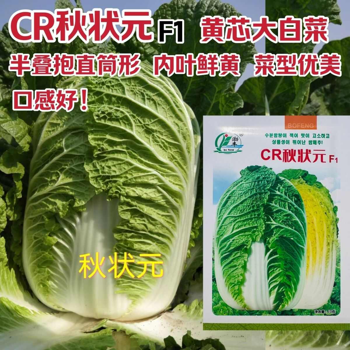 高品质白菜籽种CR秋状元黄芯大白菜种子抗病强丰产黄心白菜种子