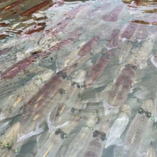 东山县活小管