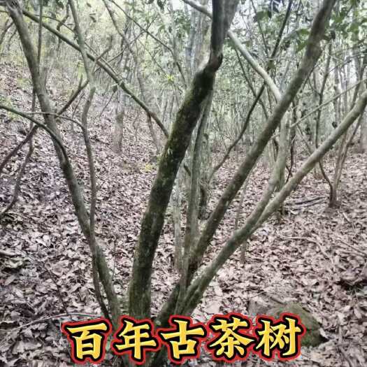 政和县春茶 茶叶散茶  百年老树茶 纯手工采摘制作