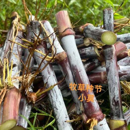 都匀市甜象草苗