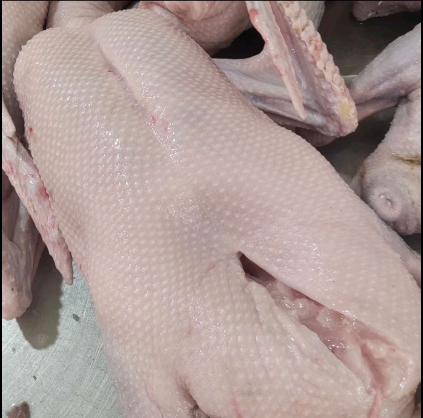 佛山屠宰厂黑棕鹅（当天屠宰）