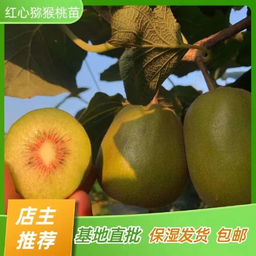 简阳市红心猕猴桃苗 猕猴桃树苗 嫁接苗产地直销【批发】技术指导