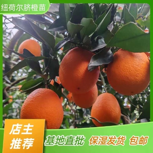 简阳市纽荷尔脐橙苗 长虹橙子苗 嫁接苗产地直销【批发】技术指导