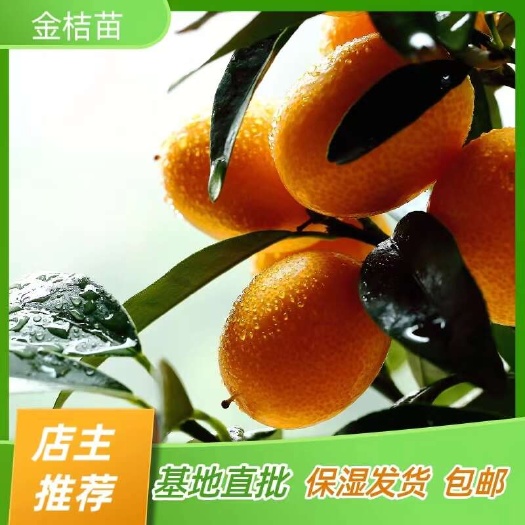 简阳市金桔苗 脆蜜金桔苗脆皮金桔苗 嫁接苗产地直销【批发】技术指导