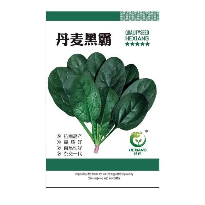 杂交直立菠菜种子黑圆叶厚叶趴地菠菜种籽抗病大田种孑