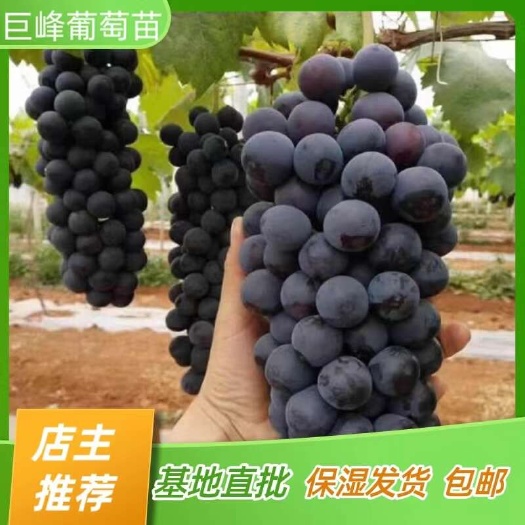 简阳市巨峰葡萄苗 四川早熟葡萄苗 嫁接苗产地直销【批发】技术指导