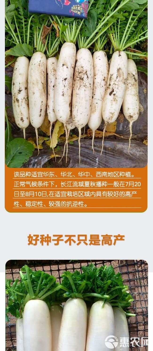 夏季抗热品种夏白玉白萝卜种子夏秋栽培耐热早熟萝卜种孑南方蔬菜